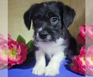 Bossi-Poo Puppy for sale in JASONVILLE, IN, USA