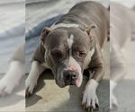 Small #2 American Staffordshire Terrier