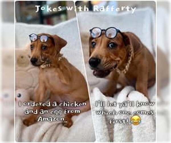 Medium Photo #3 Mutt Puppy For Sale in Jacksonville, NC, USA