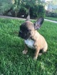 Small Photo #7 French Bulldog Puppy For Sale in HUNTINGTN BCH, CA, USA