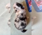 Small #1 Chihuahua