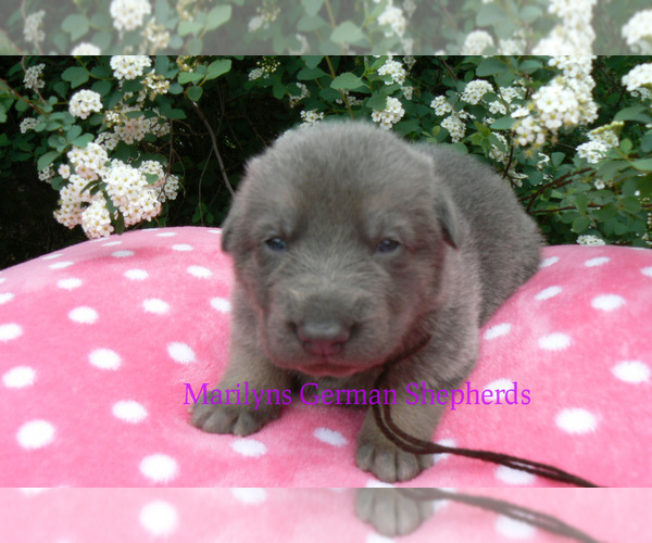 Medium Photo #1 German Shepherd Dog Puppy For Sale in PIEDMONT, MO, USA