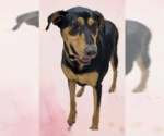 Small #5 Doberman Pinscher-Pointer Mix
