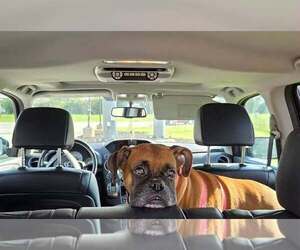 Thumper - Female Boxer Dog for Adoption - Photo #10