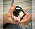 Small Photo #2 Miniature Australian Shepherd-Pomsky Mix Puppy For Sale in CHICAGO, IL, USA