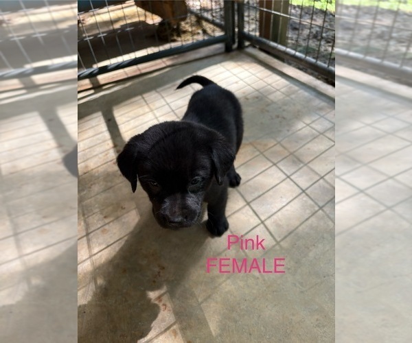 Medium Photo #17 Labrador Retriever Puppy For Sale in ROCKMART, GA, USA