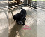 Small #16 Labrador Retriever