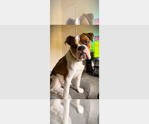 Boxer Dogs for adoption in Austin, TX, USA