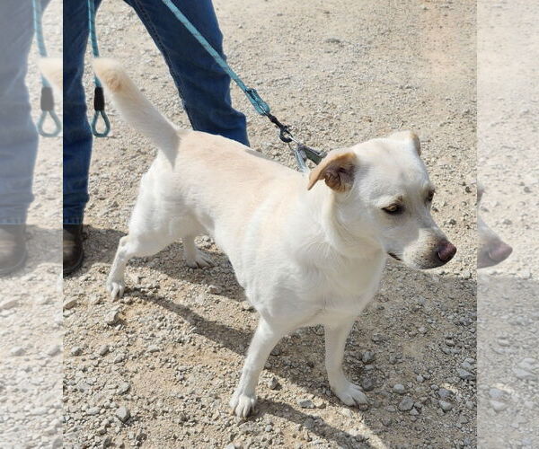 Medium Photo #2 Labrador Retriever-Unknown Mix Puppy For Sale in Bandera, TX, USA