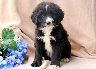 Bernedoodle Puppy for sale in MOUNT JOY, PA, USA