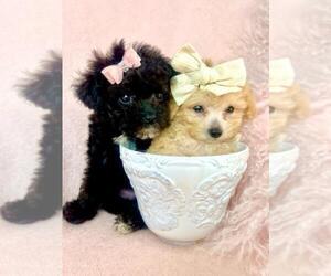 Poodle (Toy) Puppy for sale in TAMPA, FL, USA
