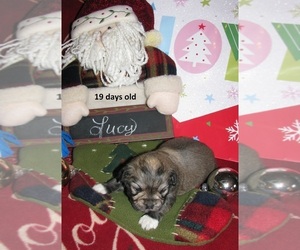 Havanese Puppy for sale in DREXEL, MO, USA
