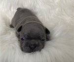 Small Photo #4 French Bulldog Puppy For Sale in SOMERS, MT, USA