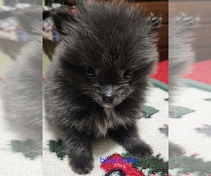 Pomeranian Puppy for sale in CONKLIN, NY, USA