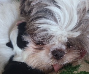 Mother of the Shih Tzu puppies born on 04/23/2024