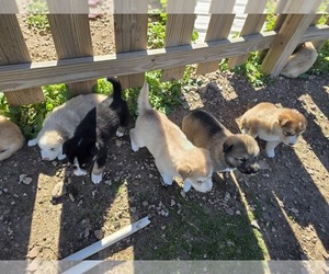 Alaskan Malamute Puppy for sale in RAPID CITY, SD, USA
