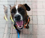 Small Boxer Mix