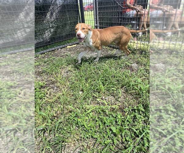 Medium Photo #8 Mutt Puppy For Sale in Abbeville, LA, USA