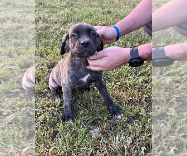 Medium Photo #1 Mastiff Puppy For Sale in AXTELL, TX, USA