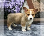 Small Photo #3 Pembroke Welsh Corgi Puppy For Sale in EAST EARL, PA, USA