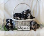 Small Photo #3 Bernedoodle (Miniature) Puppy For Sale in NARVON, PA, USA