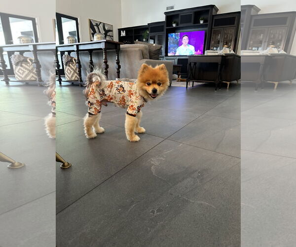 Medium Photo #2 Pomeranian Puppy For Sale in Phoenix, AZ, USA
