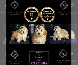 Maltipoo Puppy for sale in WARSAW, IN, USA