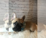 Small Photo #3 French Bulldog Puppy For Sale in ARLINGTON, VA, USA