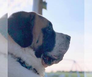 Saint Bernard Puppy for sale in COLDWATER, MI, USA