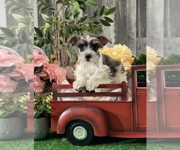 Medium Photo #1 Schnauzer (Miniature) Puppy For Sale in CANOGA, NY, USA