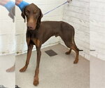 Small Doberman Pinscher