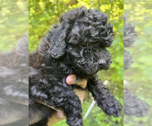 Maltipoo (Toy) Puppy for sale in VENETA, OR, USA