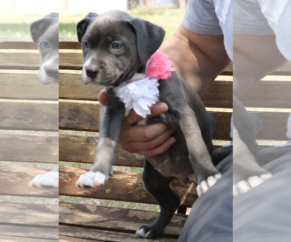 Medium Photo #3 American Pit Bull Terrier Puppy For Sale in Bandera, TX, USA
