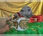 Small Photo #50 French Bulldog Puppy For Sale in HAYWARD, CA, USA
