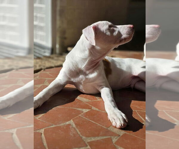 Medium Photo #6 American Pit Bull Terrier-Unknown Mix Puppy For Sale in Raleigh, NC, USA