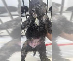 Labrador Retriever Dogs for adoption in Houston, TX, USA