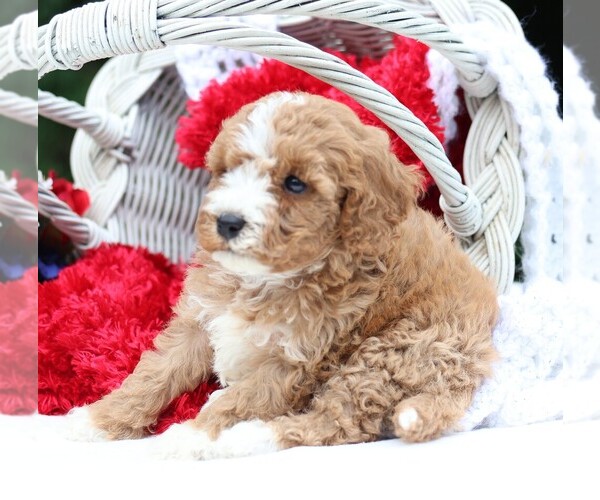 Medium Photo #5 Cavapoo Puppy For Sale in JONES, MI, USA