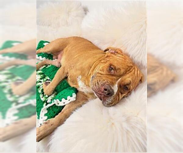 Medium Photo #1 American Staffordshire Terrier Puppy For Sale in Fort Lauderdale, FL, USA