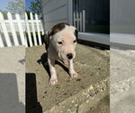 Small #5 American Bulldog-Labrador Retriever Mix
