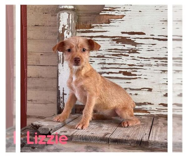 Medium Photo #1 Cairn Terrier-Unknown Mix Puppy For Sale in Carrollton, TX, USA