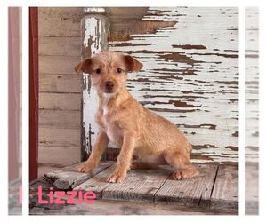 Cairn Terrier-Unknown Mix Dogs for adoption in Carrollton, TX, USA