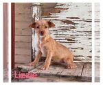 Small Cairn Terrier Mix