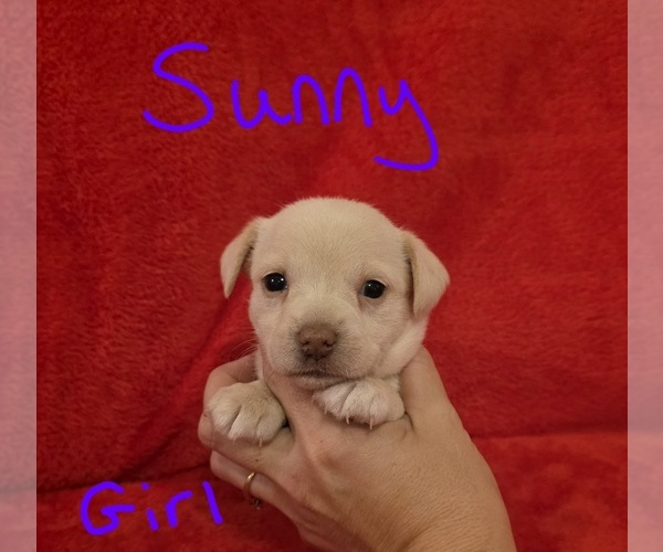 Medium Photo #11 Chizer Puppy For Sale in MONTEZUMA, GA, USA