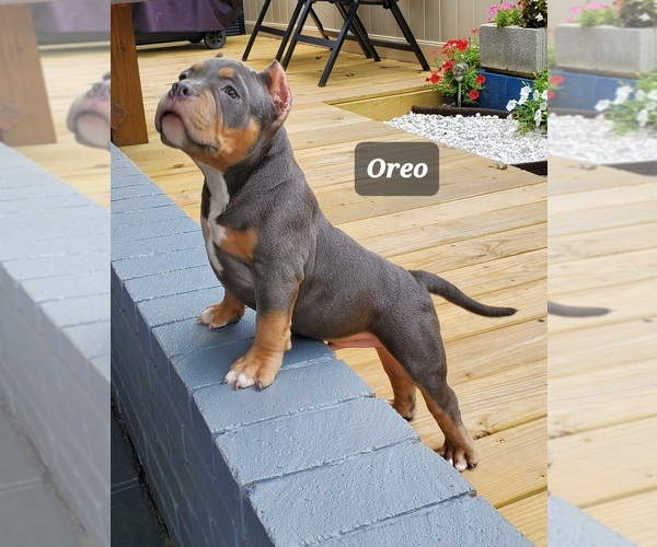 Medium Photo #22 American Bully Puppy For Sale in ROCKVILLE, MD, USA