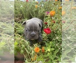 Small Faux Frenchbo Bulldog