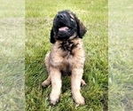 Small Photo #2 Goldendoodle Puppy For Sale in FLETCHER, NC, USA