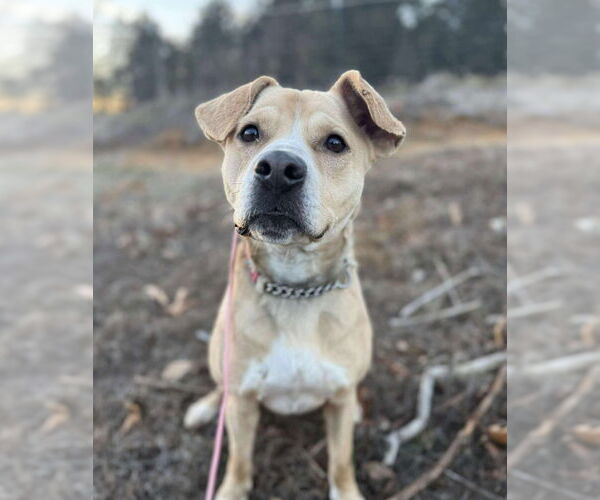 Medium Photo #1 Mutt Puppy For Sale in Foristell, MO, USA