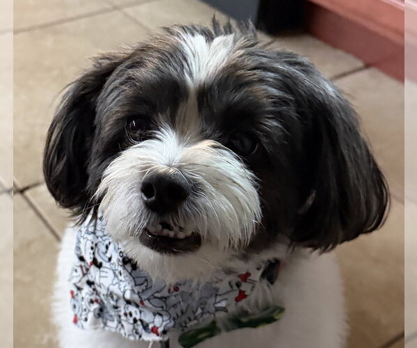 Medium Photo #1 Shih Tzu-Unknown Mix Puppy For Sale in Valrico, FL, USA