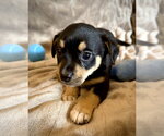 Small #2 Rat Terrier Mix