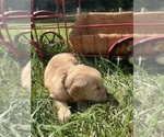 Image preview for Ad Listing. Nickname: AKC Golden Retr